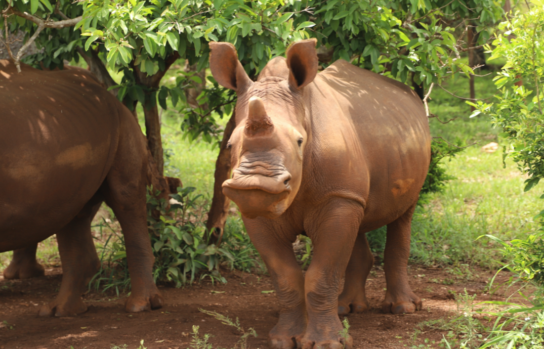Rhino stands in the release zone in the middle of nature and looks into the camera.