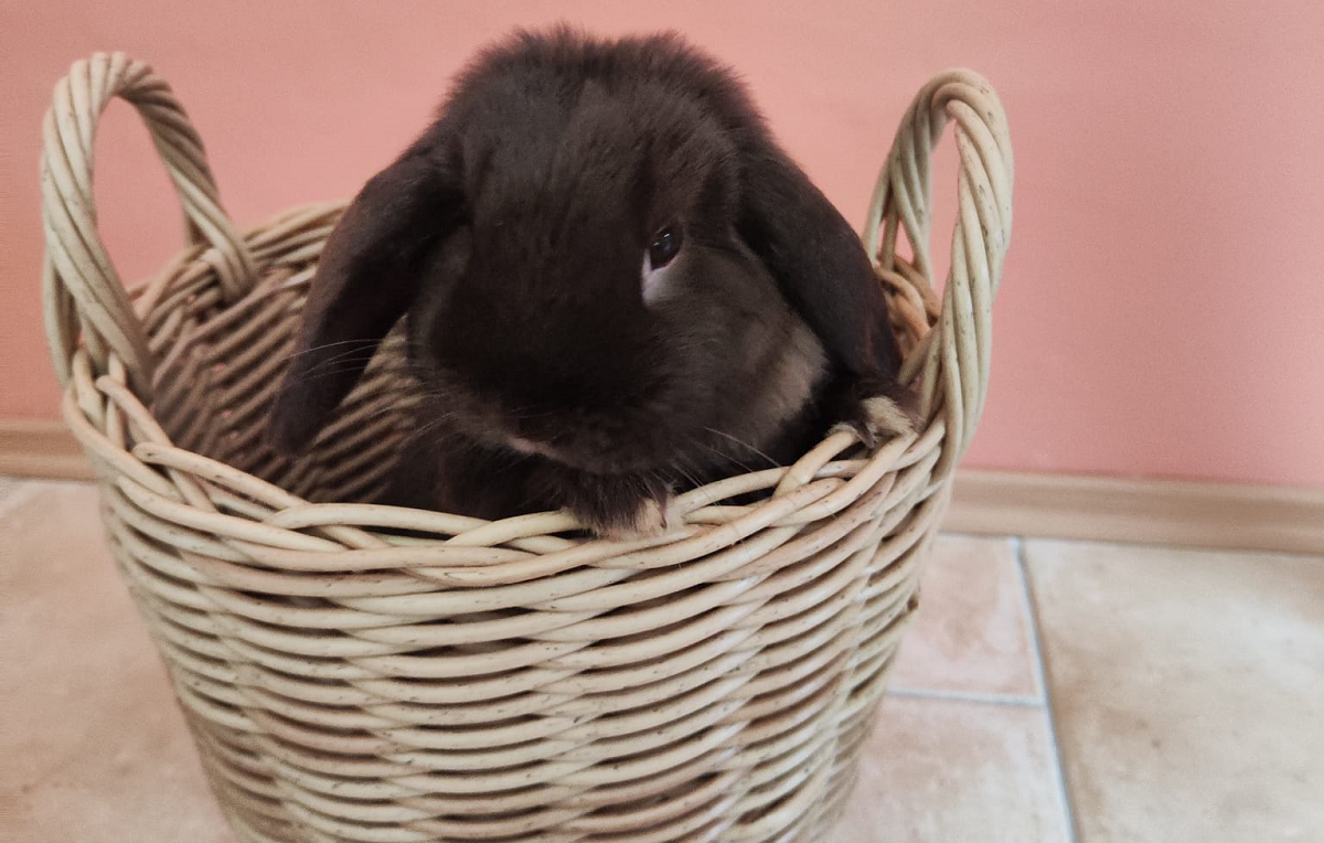 Easter Greeting! A small brown rabbit with floppy ears sits in a basket on the floor.