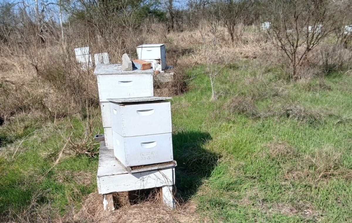 World Bee Day: A rescue with a Happy Ending