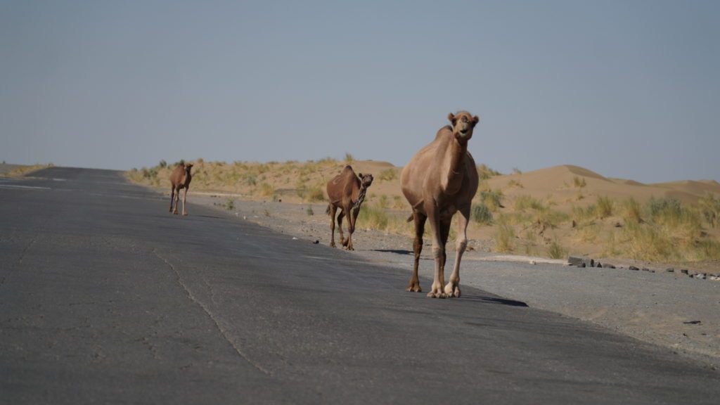 Three camels walk one behind the other on a road in Turkmenistan.
