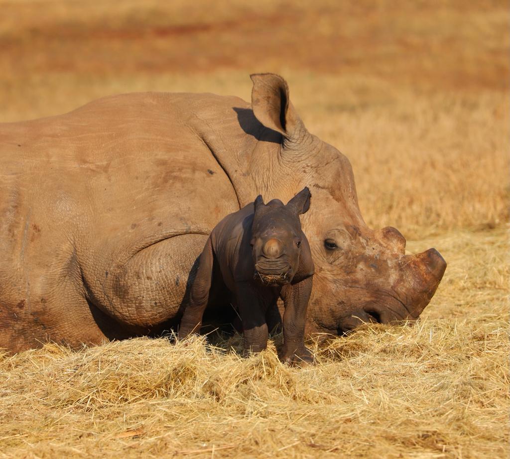 An adult rhinoceros lies lengthwise on the dry grass in the South African savannah. In front of it stands a young baby rhinoceros, looking into the camera.