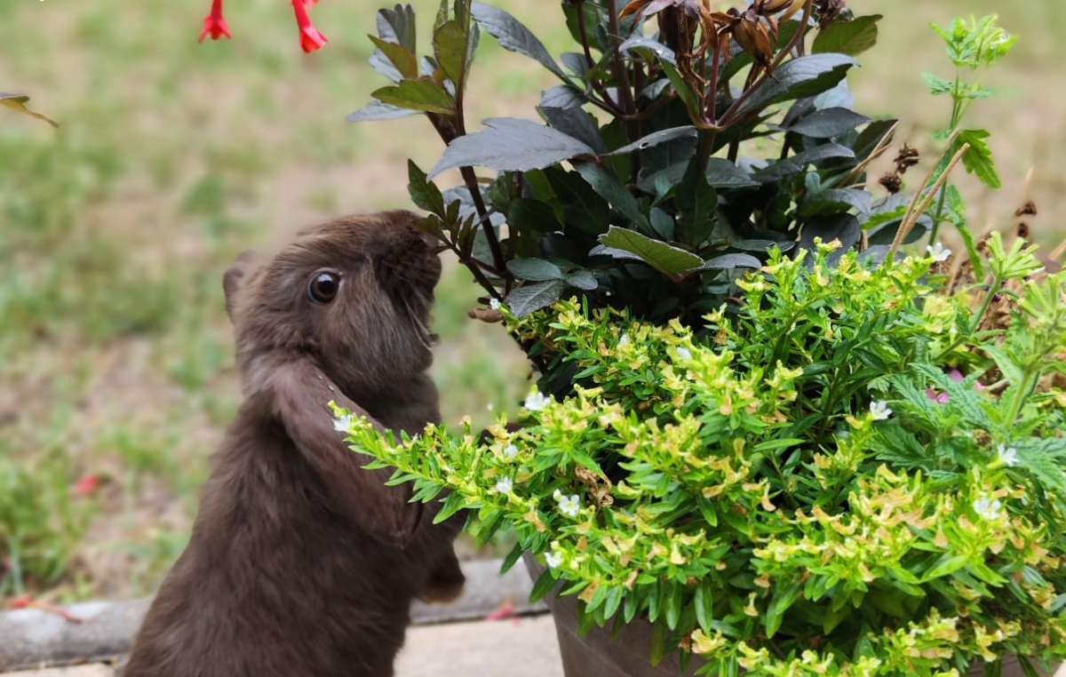 The Easter Bunny is getting ready! The picture shows a dark brown rabbit standing upright in the garden and sniffing a plant.