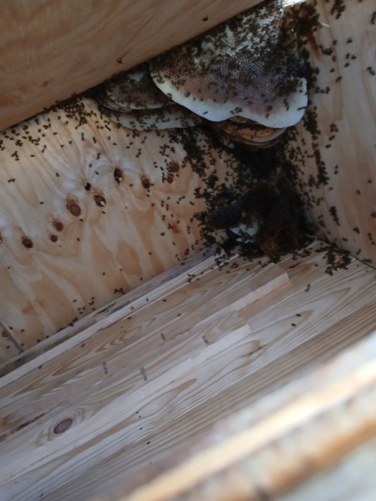 World Bee Day: View inside the box in which the bee colony was located.